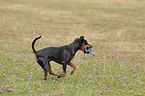 running miniature pinscher