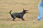 playing miniature pinscher