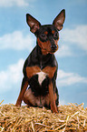 sitting miniature pinscher