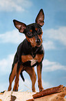 standing miniature pinscher