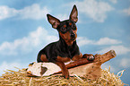 lying miniature pinscher