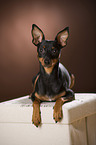 lying Miniature Pinscher