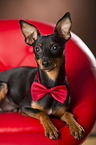 lying Miniature Pinscher