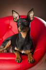 lying Miniature Pinscher