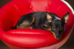 lying Miniature Pinscher