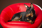 lying Miniature Pinscher