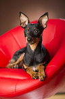 lying Miniature Pinscher