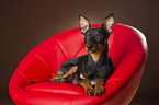 lying Miniature Pinscher