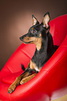 lying Miniature Pinscher