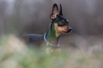 Miniature Pinscher Portrait