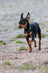 running Miniature Pinscher