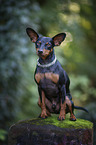 sitting Miniature Pinscher