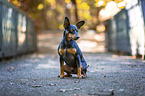 sitting Miniature Pinscher