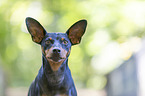 Miniature Pinscher portrait