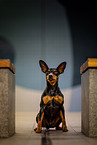 sitting miniature pinscher