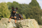 Miniature Pinscher