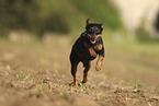 Miniature Pinscher