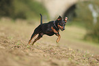 Miniature Pinscher