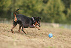 Miniature Pinscher