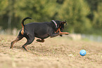 Miniature Pinscher