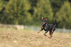 Miniature Pinscher