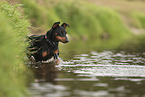 Miniature Pinscher