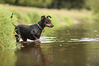 Miniature Pinscher