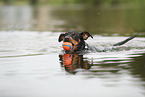 Miniature Pinscher