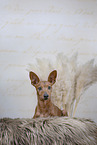 Miniature Pinscher