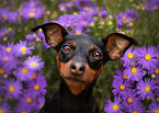 Miniature Pinscher