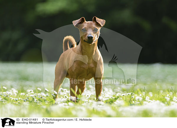 stehender Rehpinscher / standing Miniature Pinscher / EHO-01481