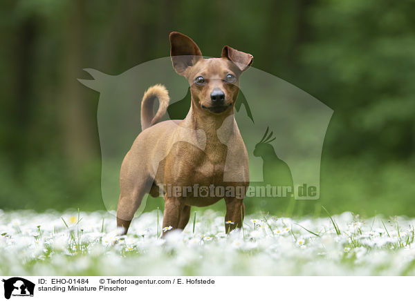 stehender Rehpinscher / standing Miniature Pinscher / EHO-01484