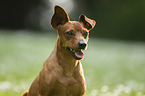 Miniature Pinscher portrait