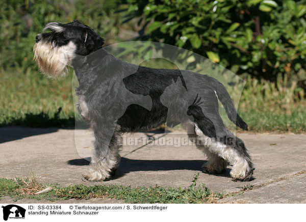 stehender Zwergschnauzer / standing Miniature Schnauzer / SS-03384