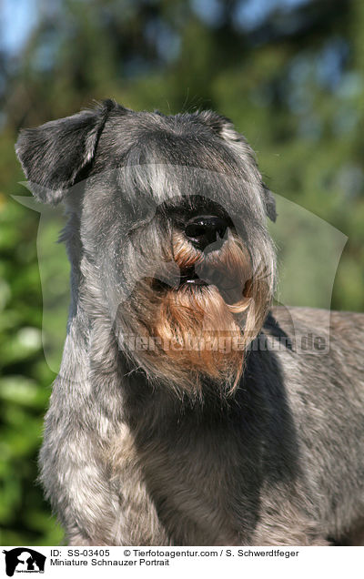 Zwergschnauzer Portrait / Miniature Schnauzer Portrait / SS-03405