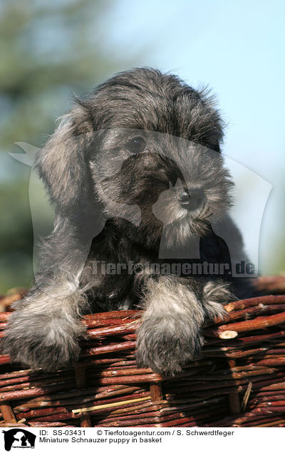 Zwergschnauzer Welpe im Krbchen / Miniature Schnauzer puppy in basket / SS-03431