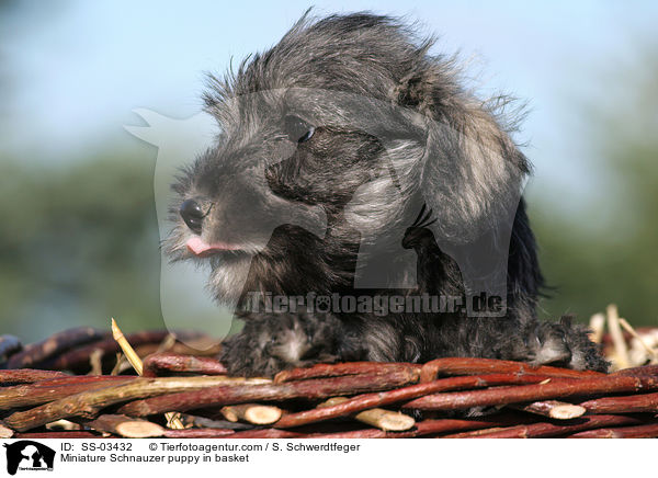 Zwergschnauzer Welpe im Krbchen / Miniature Schnauzer puppy in basket / SS-03432