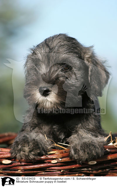 Zwergschnauzer Welpe im Krbchen / Miniature Schnauzer puppy in basket / SS-03433