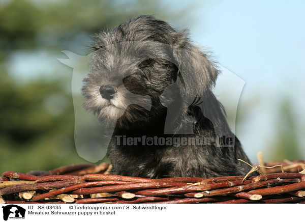 Zwergschnauzer Welpe im Krbchen / Miniature Schnauzer puppy in basket / SS-03435