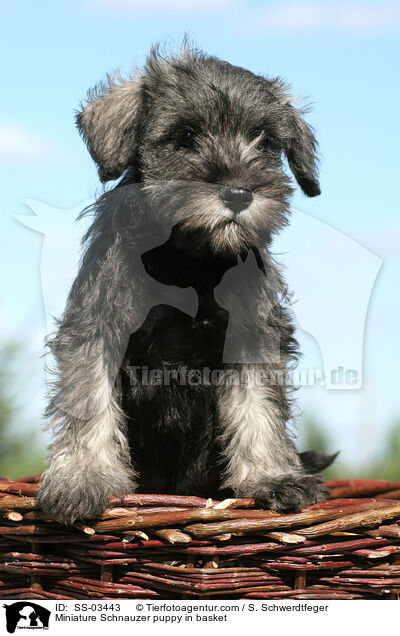 Miniature Schnauzer puppy in basket / SS-03443