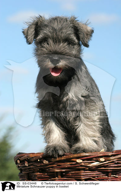 Miniature Schnauzer puppy in basket / SS-03446