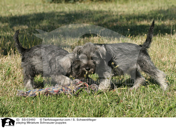 spielende Zwergschnauzer Welpen / playing Miniature Schnauzer puppies / SS-03460