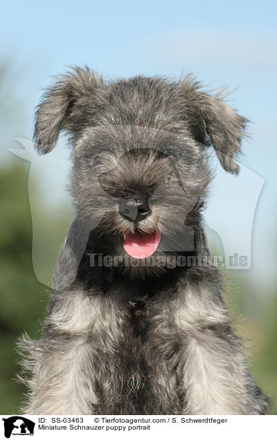 Zwergschnauzer Welpe Portrait / Miniature Schnauzer puppy portrait / SS-03463