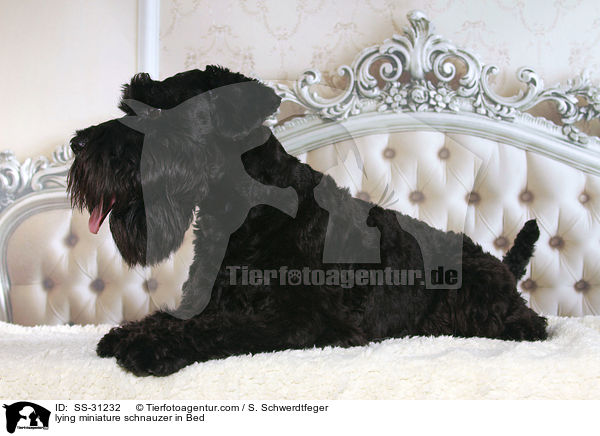 lying miniature schnauzer in Bed / SS-31232