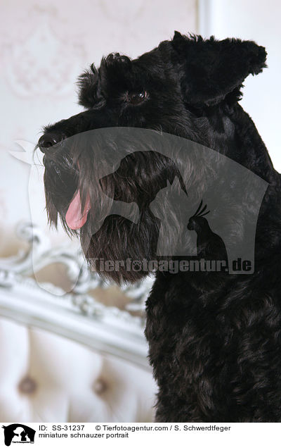 Zwergschnauzer Portrait / miniature schnauzer portrait / SS-31237