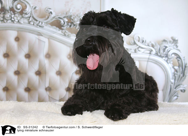 liegender Zwergschnauzer / lying miniature schnauzer / SS-31242