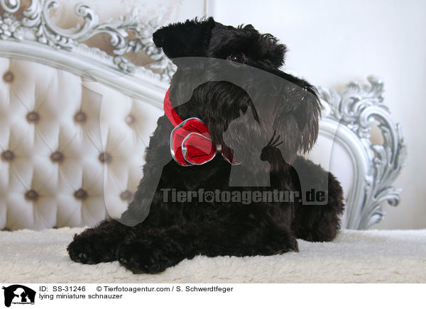 liegender Zwergschnauzer / lying miniature schnauzer / SS-31246