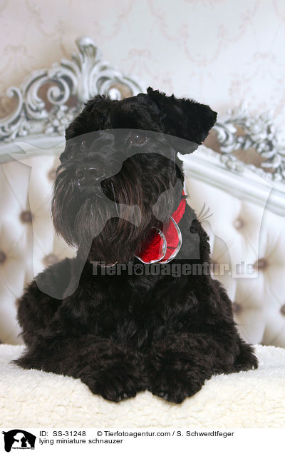 liegender Zwergschnauzer / lying miniature schnauzer / SS-31248