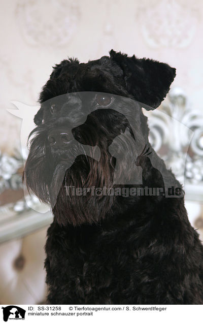 Zwergschnauzer Portrait / miniature schnauzer portrait / SS-31258