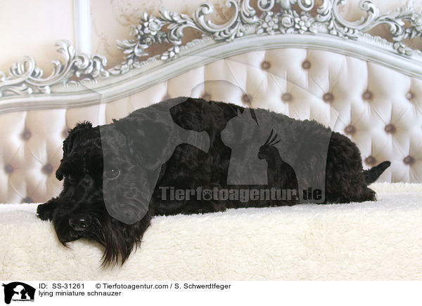 liegender Zwergschnauzer / lying miniature schnauzer / SS-31261